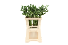 Lucky Bamboo Stem Spiral 60cm
