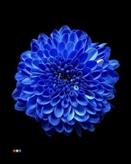 Chr S Cash Blue
