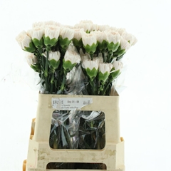Di St Brut 55cm 23