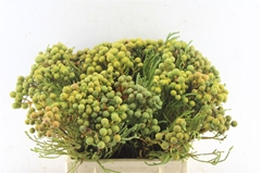Berzelia Abrotanoide 40cm