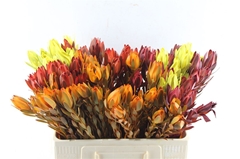 Leucad Ov Klb 21% 50cm