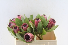 Protea Ov Per Piece 50cm