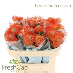 Leuco Co Succession 70cm