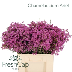Chame Un Ariel 60cm 35gram 34