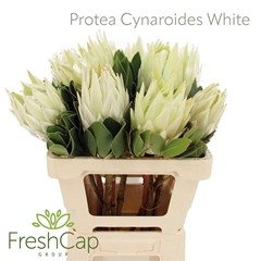 Protea Cy Full Moon 60cm