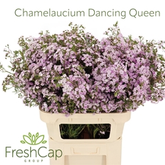 Chame Un Danc Queen 80cm 65gram 34