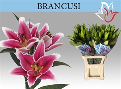 Li Ot Brancusi 110cm 58+