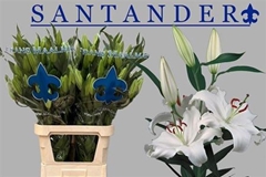 Li Or Santander 100cm 55+
