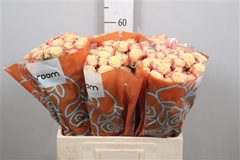 R Tr Candelicious 60cm 65+