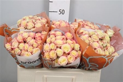 R Tr Candelicious 50cm 55+