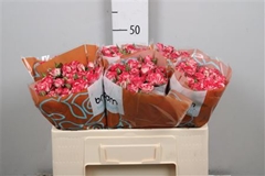 R Tr Fireworks 50cm 55+