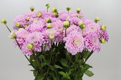 Dahl Ball Sweet Love 60cm