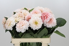 Dahl Dezign Blus Whi 60cm