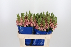 Antir Antibes Pink 75cm