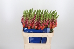 Antir Antibes Orange 75cm