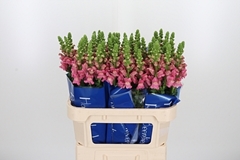 Antir Avignon Rose 75cm