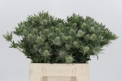 Eryng Sirius Questar 40cm