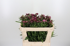 Helichrysum Ov 65cm