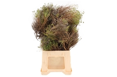 Decogroen Ov Bs 60cm 400gram