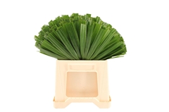 Palmblad 52cm
