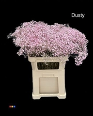 Gyps Xlence Dusty Pastel Pink