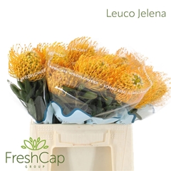 Leuco Jelena 40cm