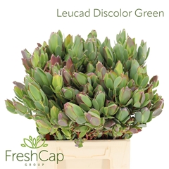 Leucad Discolor 40cm