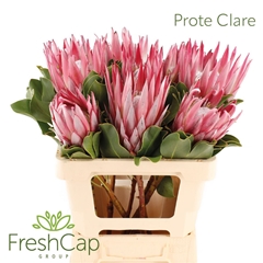 Protea Cy Clare 60cm
