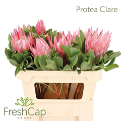 Protea Cy Clare 70cm