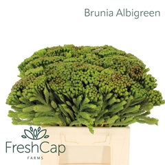 Brun Albiflora 40cm