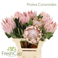 Protea Cynaroides 60cm