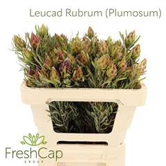 Leucad Rubrum 50cm