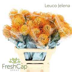 Leuco Jelena 60cm