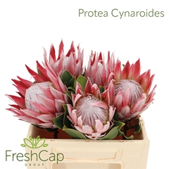 Protea Cynaroides 35cm