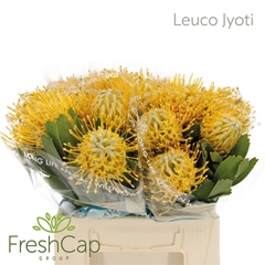 Leucospermum 'SUPER Gold' 40cm