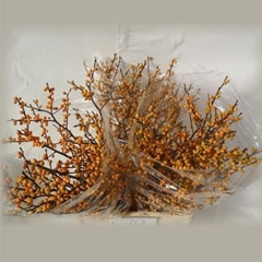 Ilex Golden Verboom 70cm