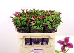 Clematis Inspiration 70cm 23