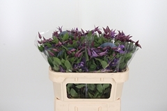 Clematis Amazing Rome 70cm 4
