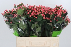 Hyp Sisu Flirt 60cm