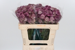 Astr Roma 50cm 33