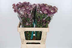 Astr Roma 60cm 33