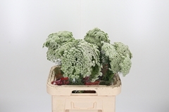 Ammi Vis Casablanca 65cm