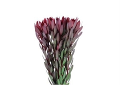 Leucad Safari Sunset 80cm