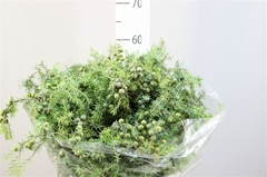 Juni Sq Meyeri Bs 60cm