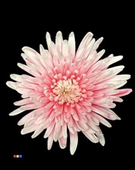 Chr G Topspin Pastel Pink