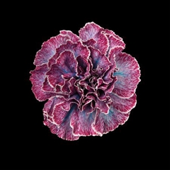 Dianthus St Hollandia