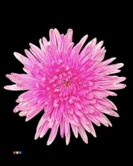 Chr G Topspin Pastel Cerise