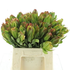 Leucad Laurel Yellow 40cm