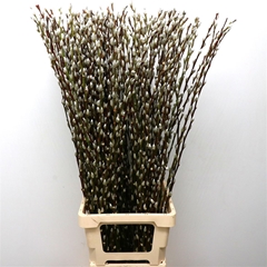 Salix Ca Snow Flake 100cm
