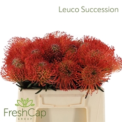 Leuco Co Succession 35cm